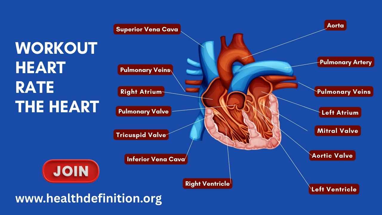 Workout Heart Rate: Your Guide to Fat Burn & Smarter Training